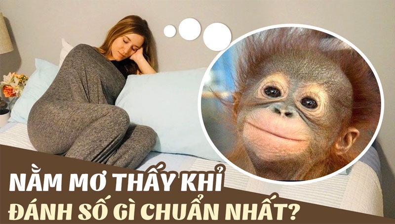 Nằm mơ thấy khỉ đánh số mấy? Nội dung 11 giấc mơ có khỉ