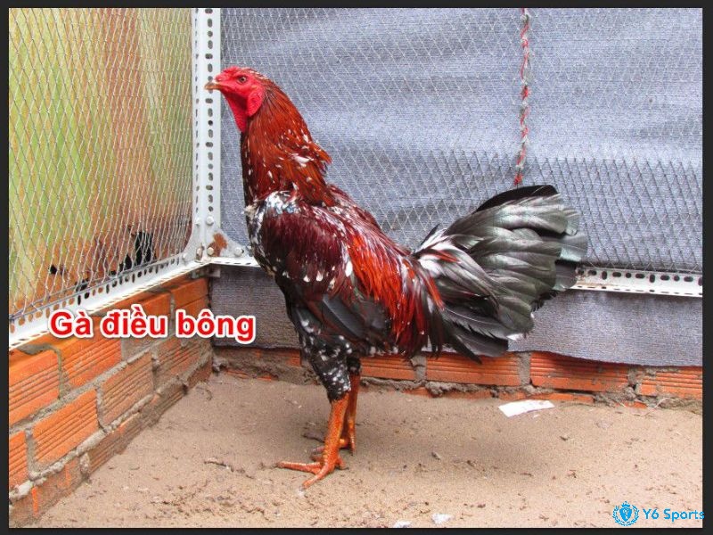 Cách xem màu mạng ga bong mang gi