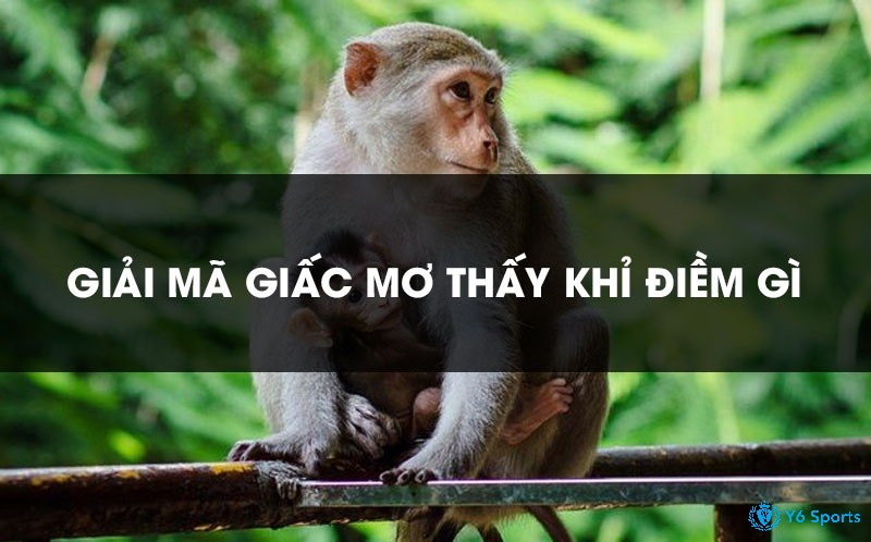 Giải mã điềm báo khi thấy khỉ trong giấc mơ