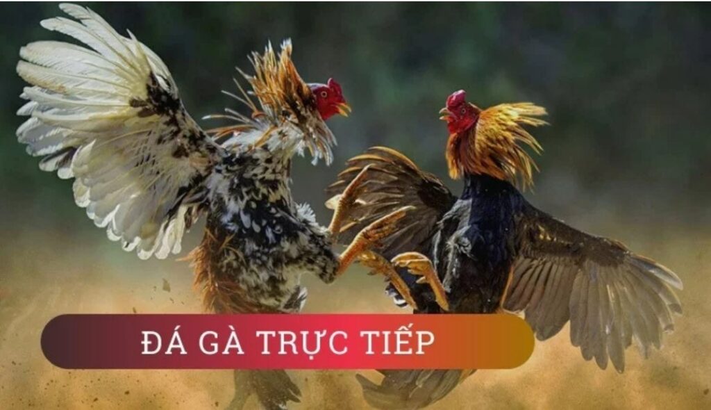 Đá gà trực tiếp thomo tại 868H - Trải nghiệm đỉnh cao