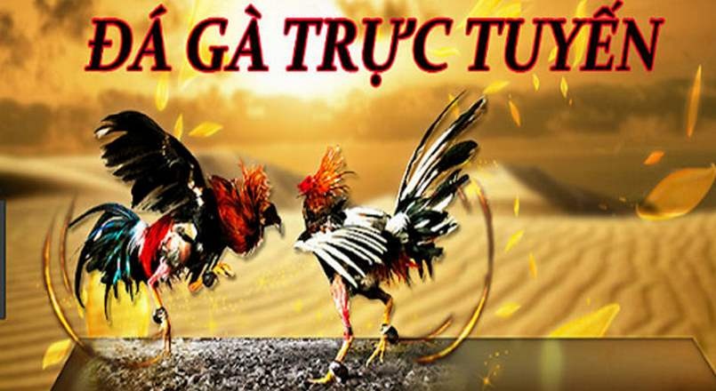 Đá gà trực tuyến tại 868h - Trường gà uy tín trên thị trường