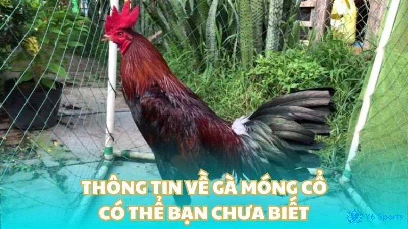 Gà Móng Cổ là gì? Đặc điểm của dòng chiến kê quý