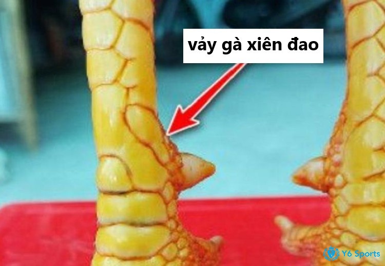 Vảy xiên đao thường ở hàng quách, hàng nội kéo dài tới cựa