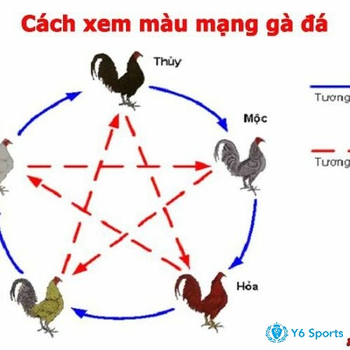 Đáp án hôm nay đá gà màu gì tốt nhất tính toán theo ngày giờ